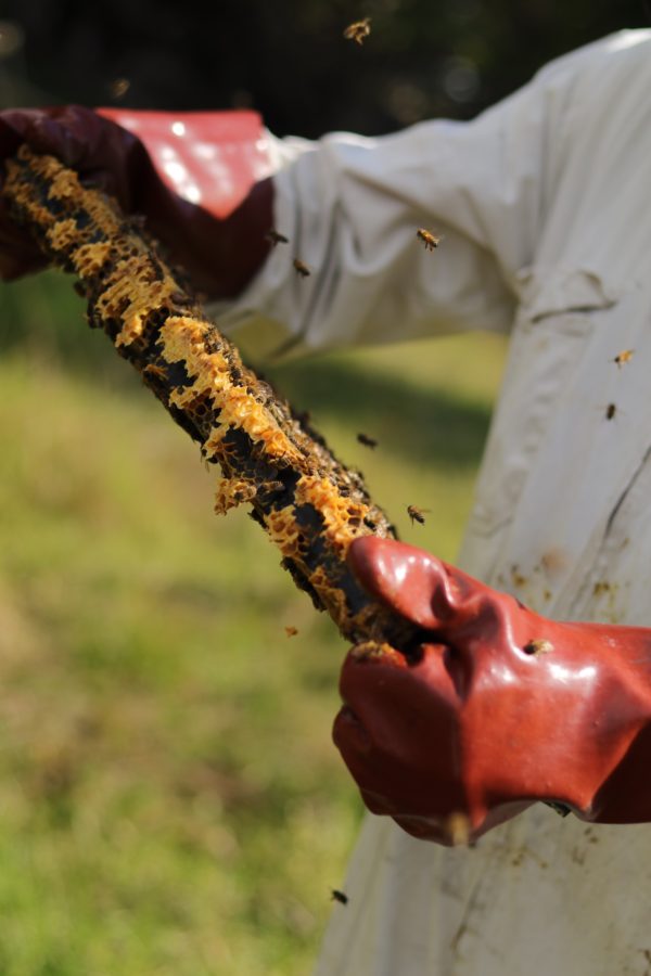 Africa Honey Exporter
