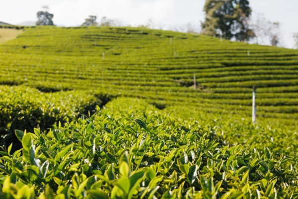 Africa Tea Exporter