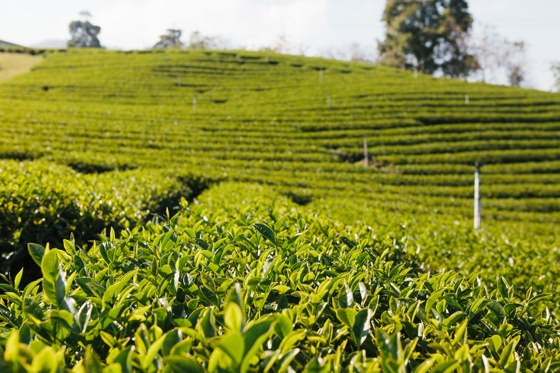 Amazing things you don’t know about African Tea